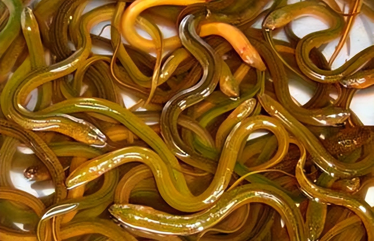 What is the use of eating "eel" often? Doctor 5 problems may be solved