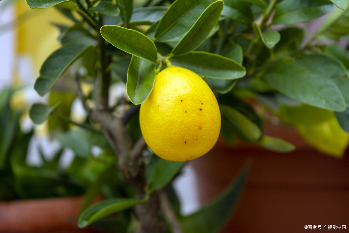 Why is the lemon tree turning yellow? The Mystery of Lemon Tree Yellow