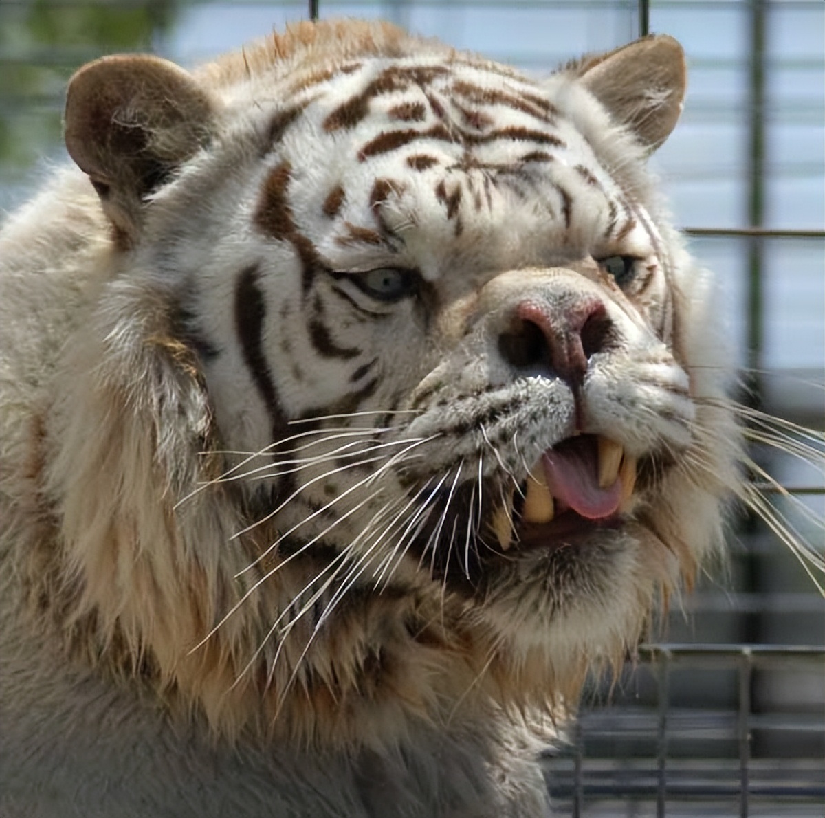 The least powerful tiger in the world. Meet Kenny, the Tiger with Down ...