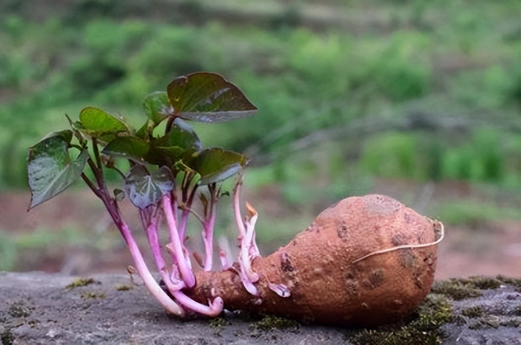 Is ginger poisonous after sprouting?The doctor reminds these 4 kinds