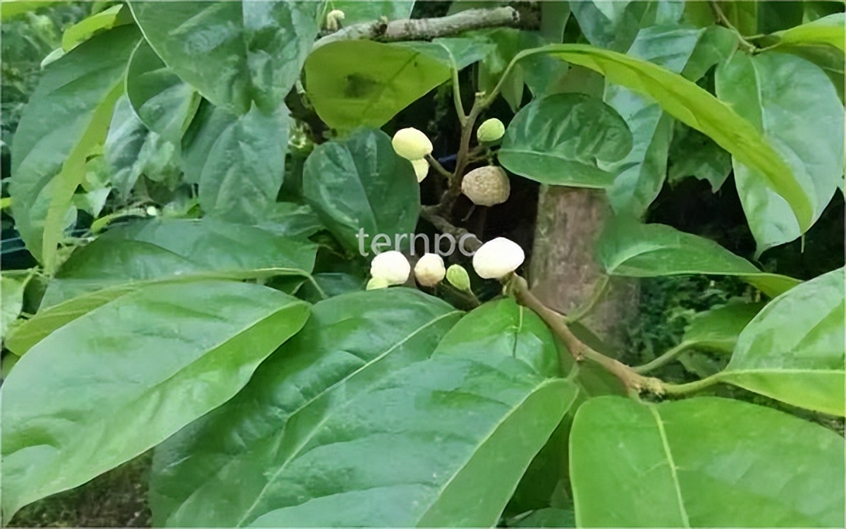 Valuable Tree Species Osmanthus glabra iNEWS