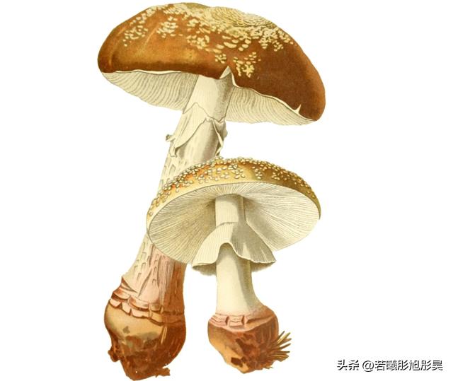 Can mushrooms communicate with each other?British study shows