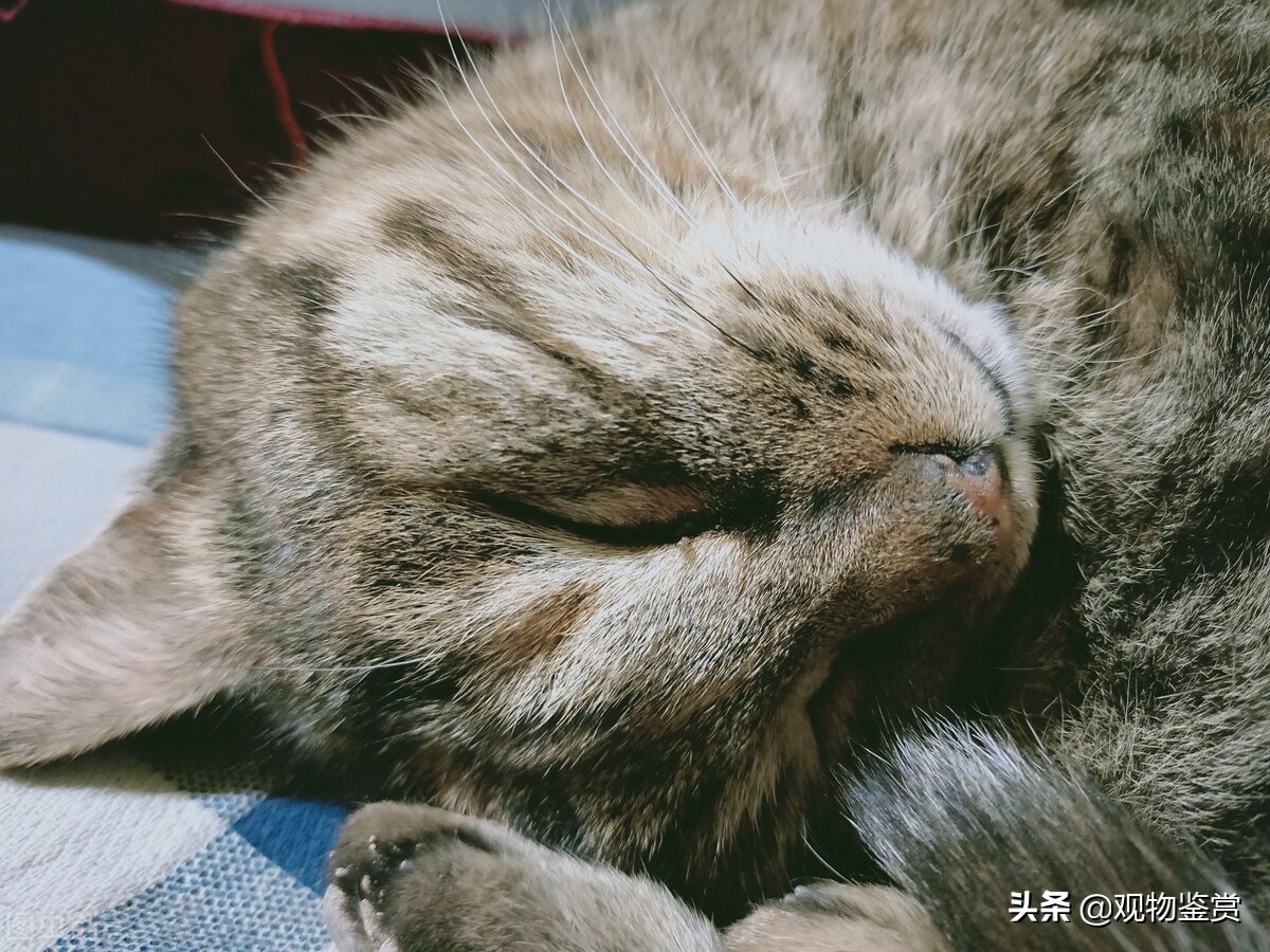 What breed is the black pad cat?What is the color of a cat's pads? iNEWS