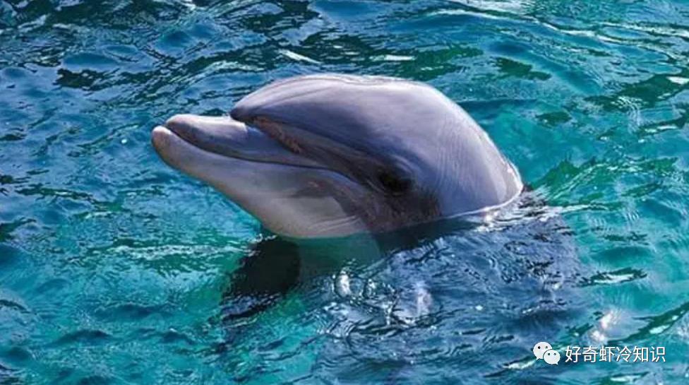 Why Do Dolphins Save People How To Choose Protein Powder What Is A 