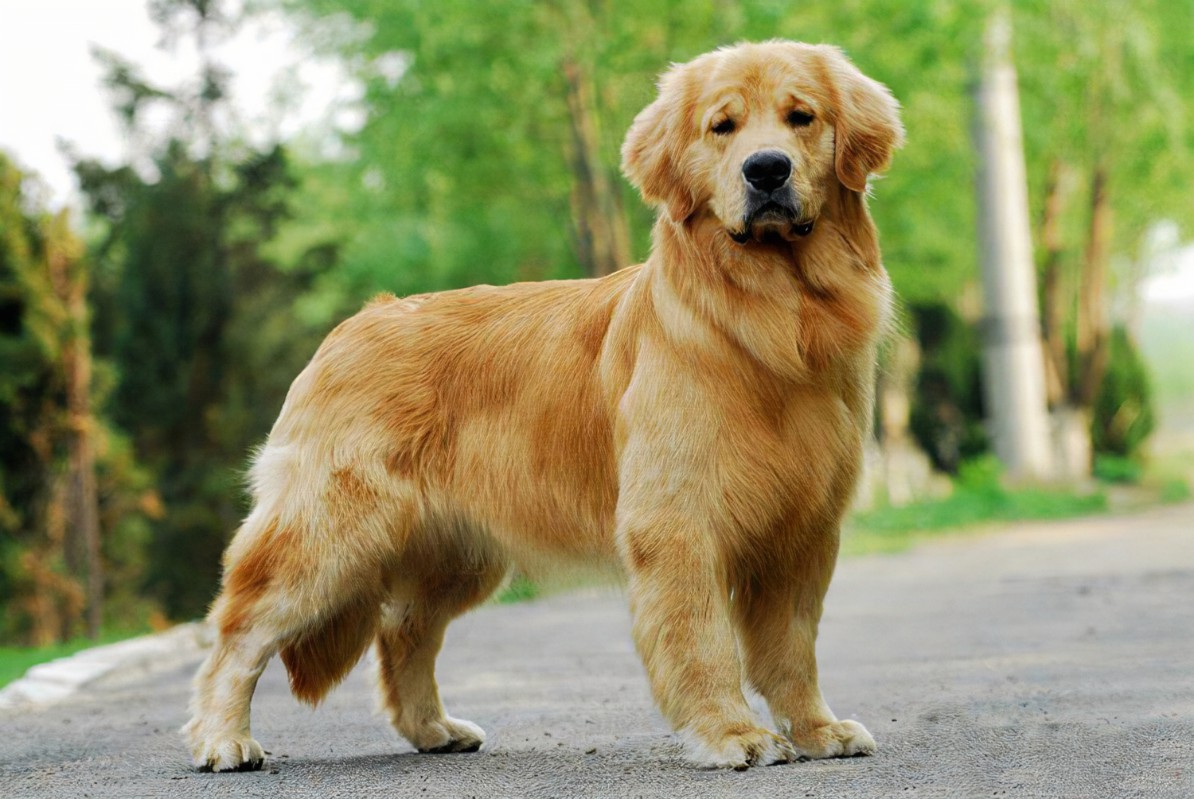 Popular science golden retriever 