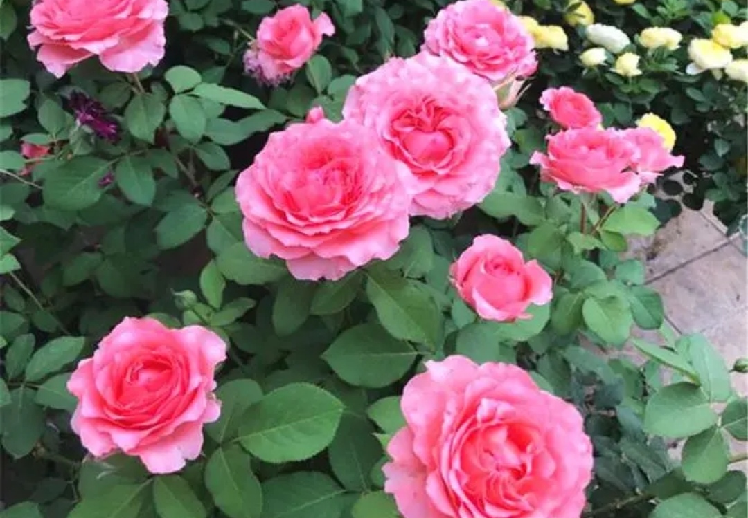 6 kinds of flowers that like sunshine iNEWS