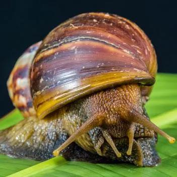 Take you to see the world's largest snail - iNEWS