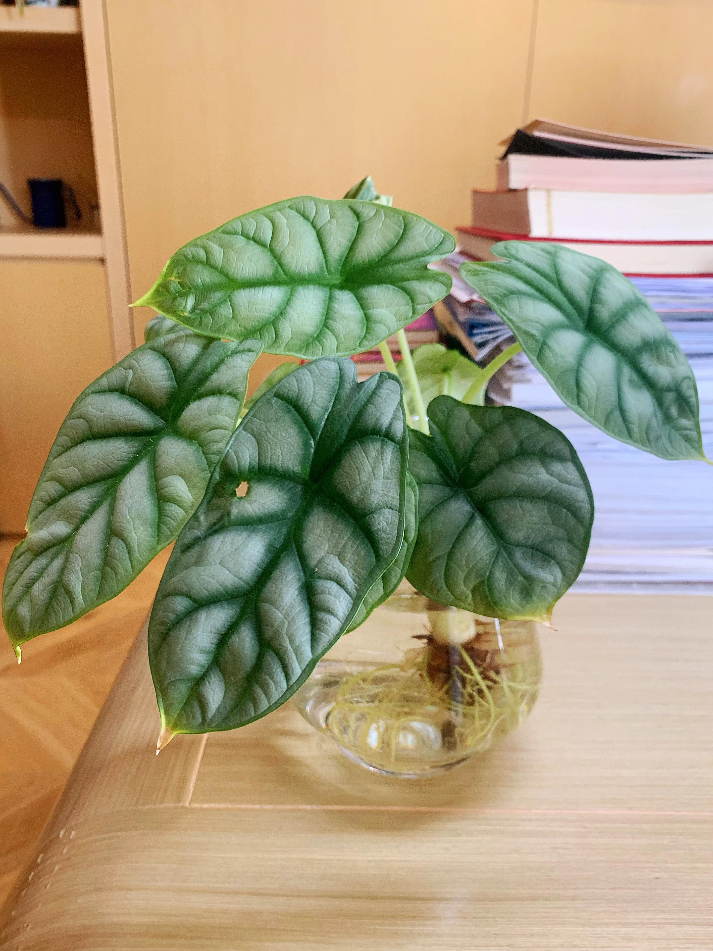 Everything can be hydroponics the secret of bringing flowers back to