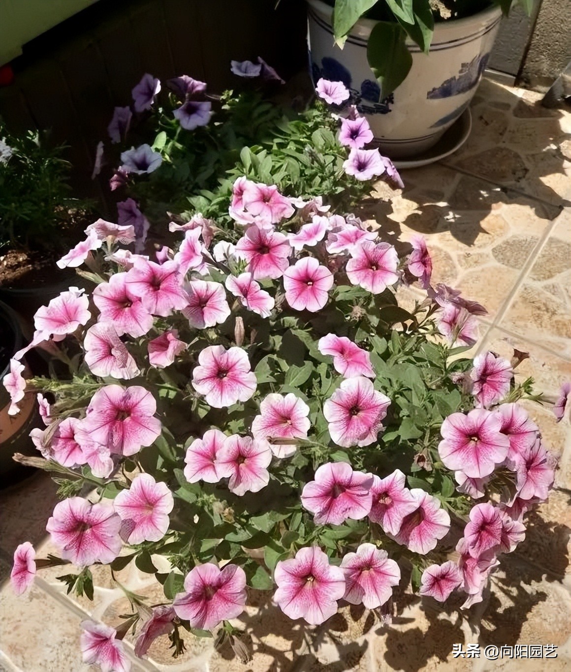 When growing flowers in summer and autumn, which flower varieties need