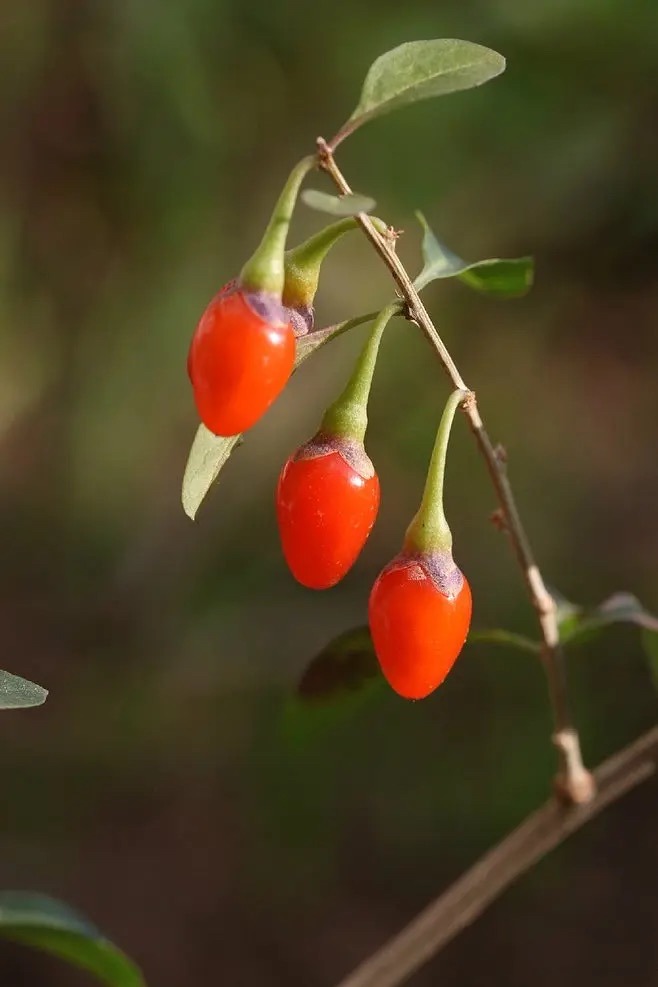 5 kinds of edible "potted plants", beautiful and practical to raise at