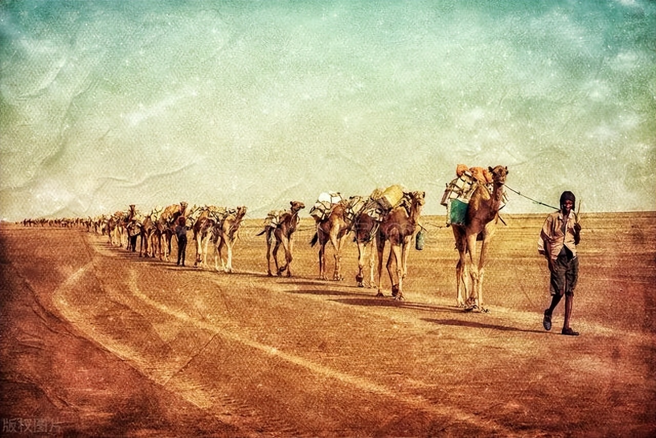 To eliminate more than 1 million camels!Australia carefully arranges