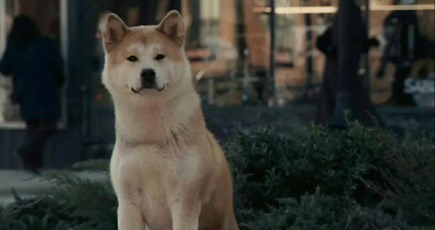 How does the plot and structure of the movie Hachiko shape the film's