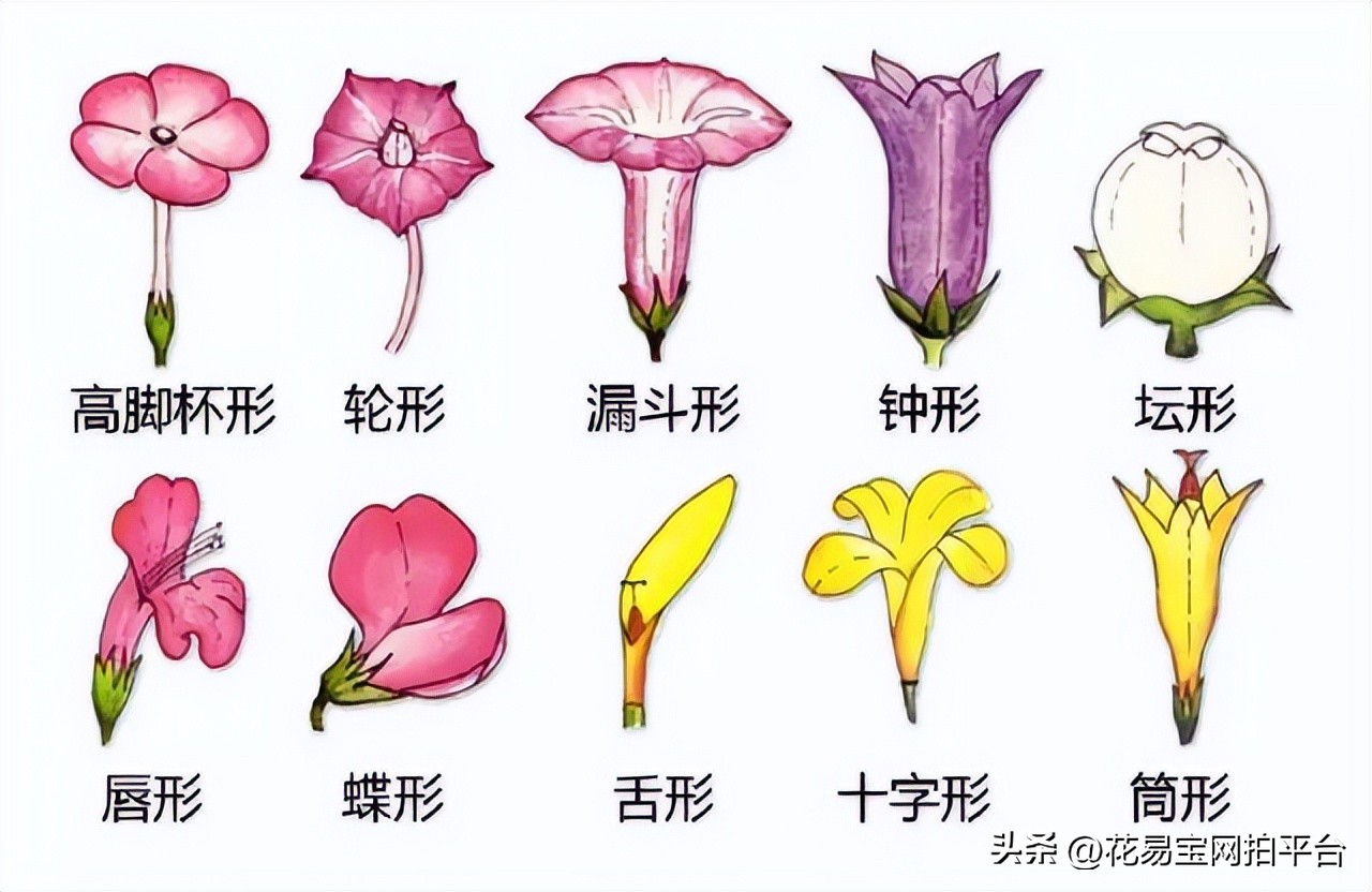 I bet that this knowledge of flower materials can make you take 30 less detours when learning