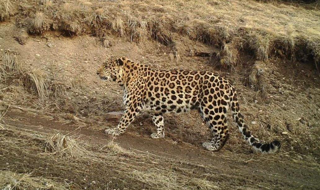 The wild leopard cub was adopted by a Hubei man. Five years later, the ...