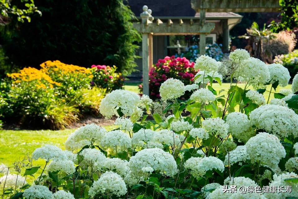 A Brief History of Hydrangea - iNEWS