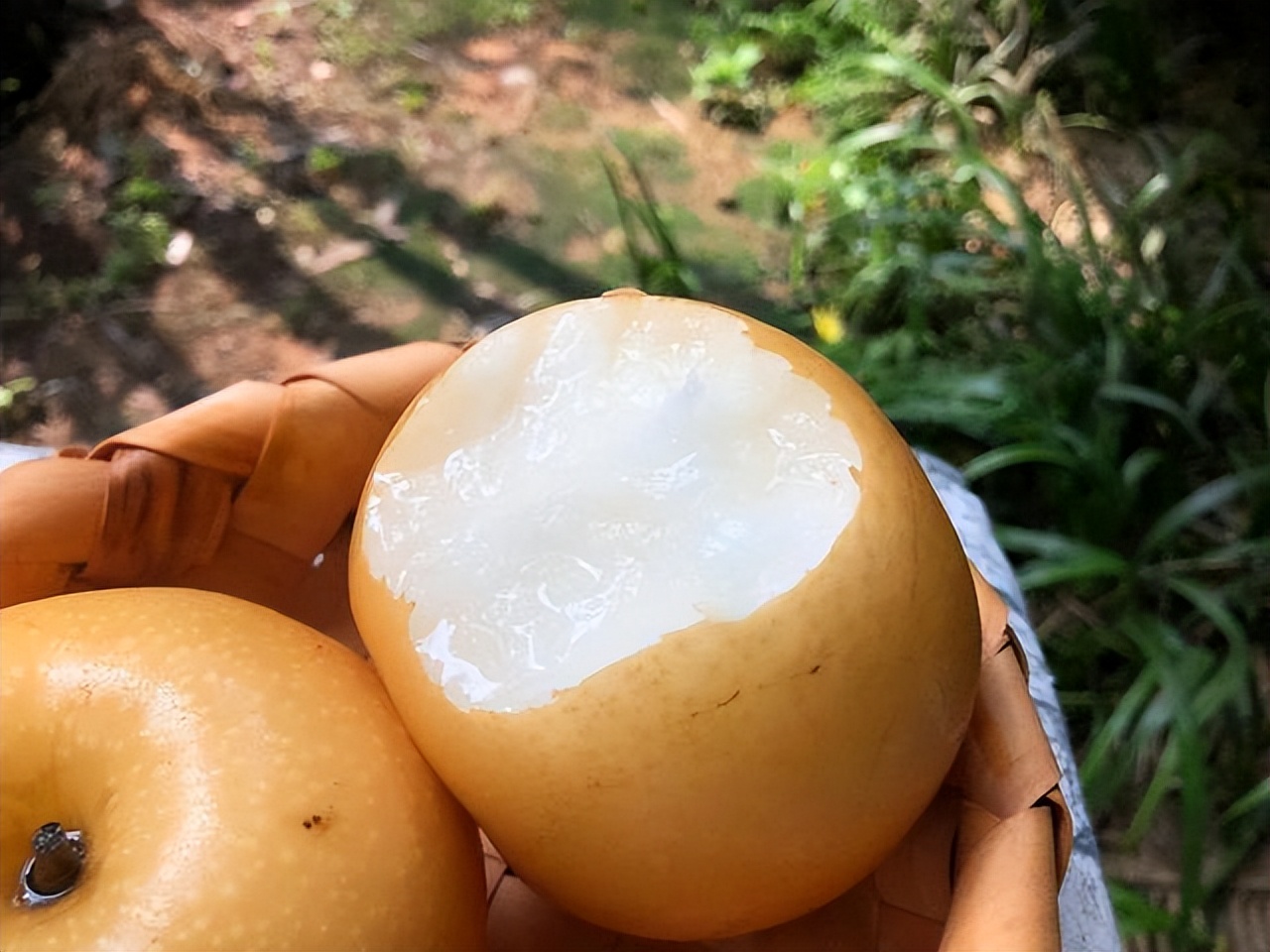 Where are the best pears in China?The pears in these 8 places are