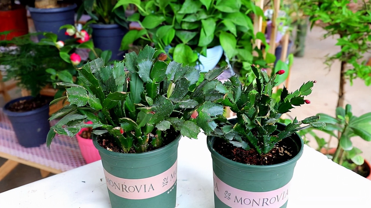 The "crab claw orchid" in the flower market is full of buds?It turns
