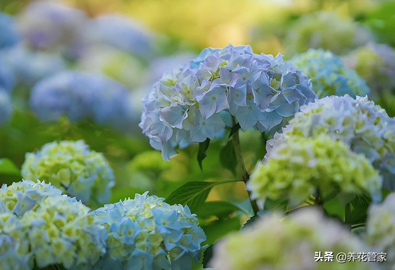 Hydrangea has no buds, small blooms, and buds disappear?The reason is