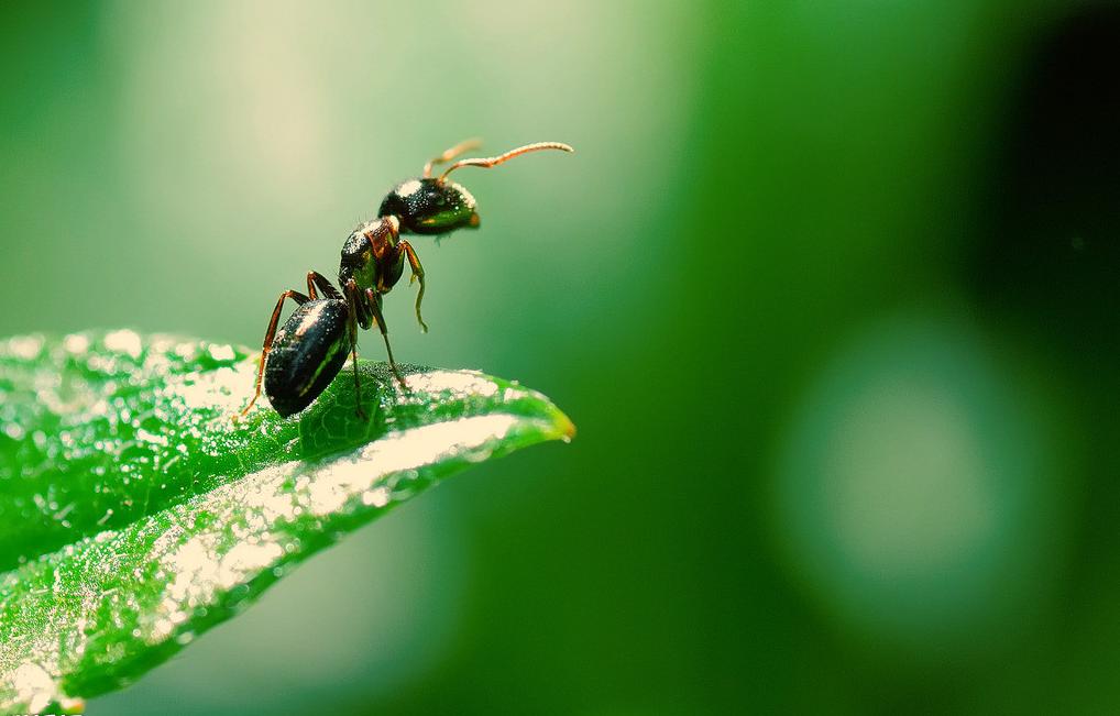 Why can't humans perceive alien civilizations? Ants tell you the answer ...