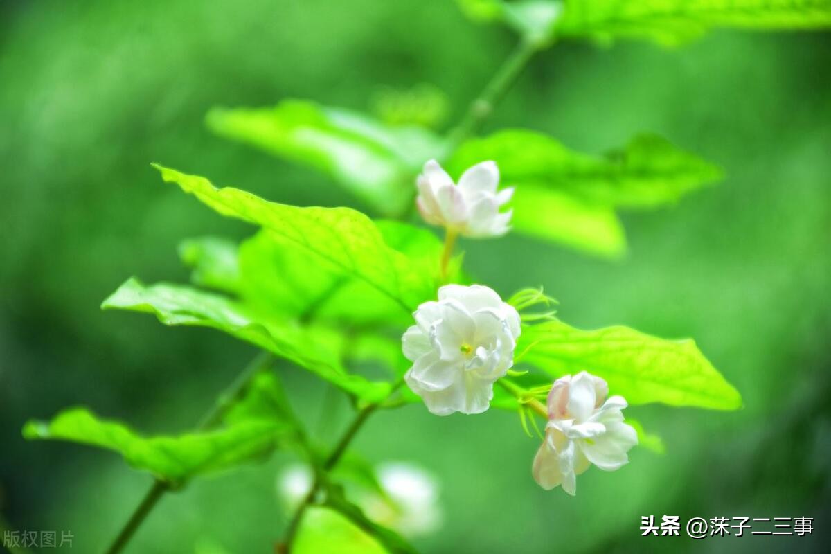 Jasmine cultivation methods and precautions iMedia