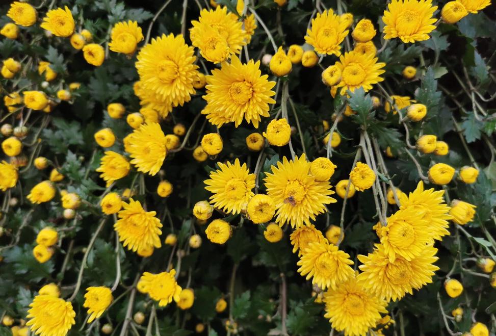 10 of the most classic "chrysanthemum poems" in history iNEWS
