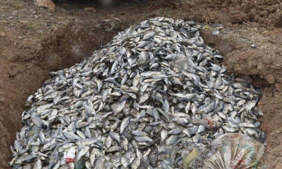 东京又成焦点 近海出现大量鱼类浮尸 官方回答是 不知道原因 资讯咖 东京又成焦点 近海出现大量鱼类浮尸 官方回答是 不知道原因 资讯咖