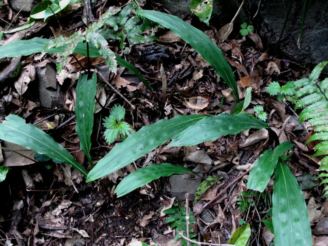 The first rare orchid plant in Longguan of Siming Mountain ...