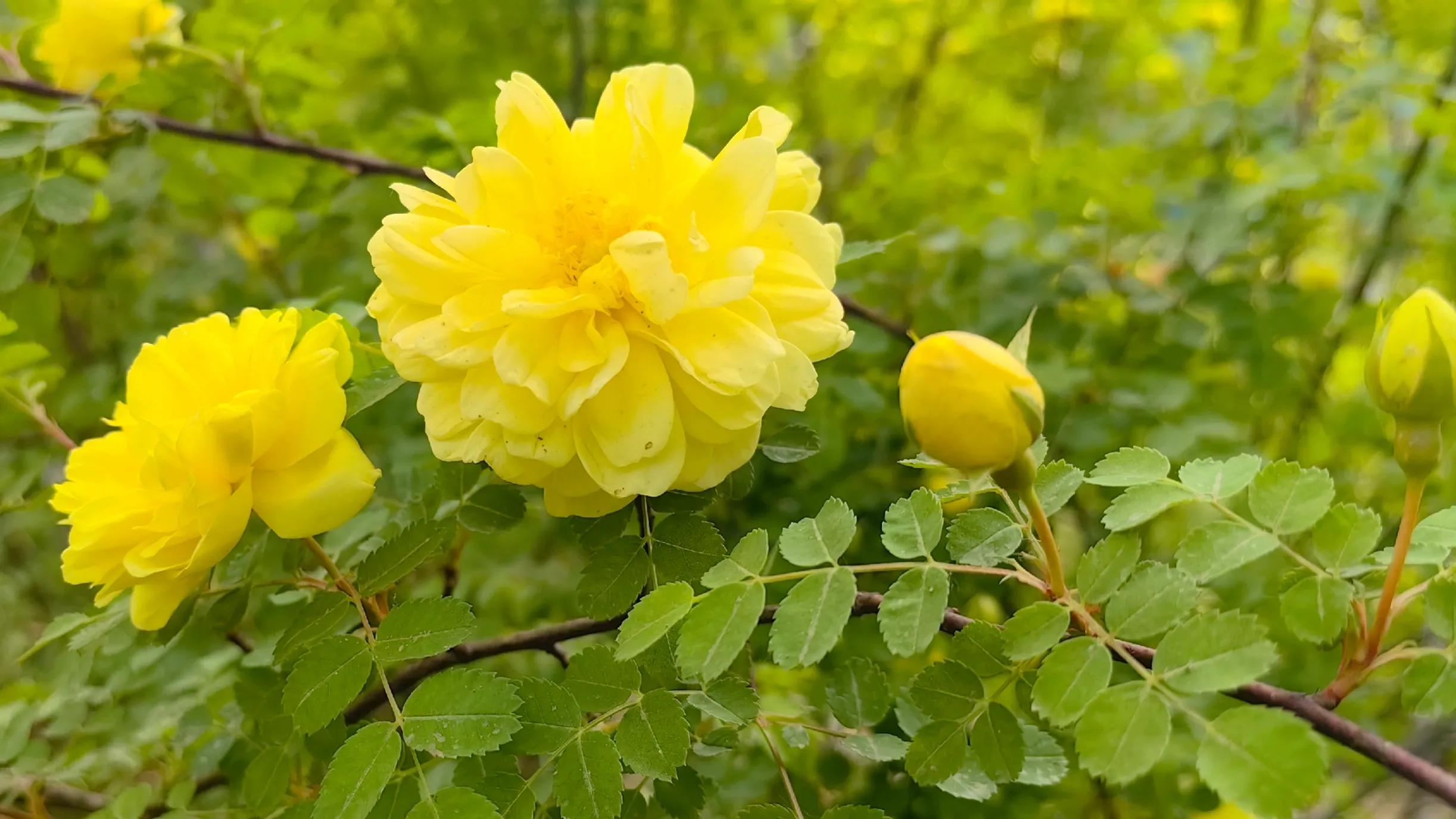 Yellow Thorn Rose Appreciation - iNEWS