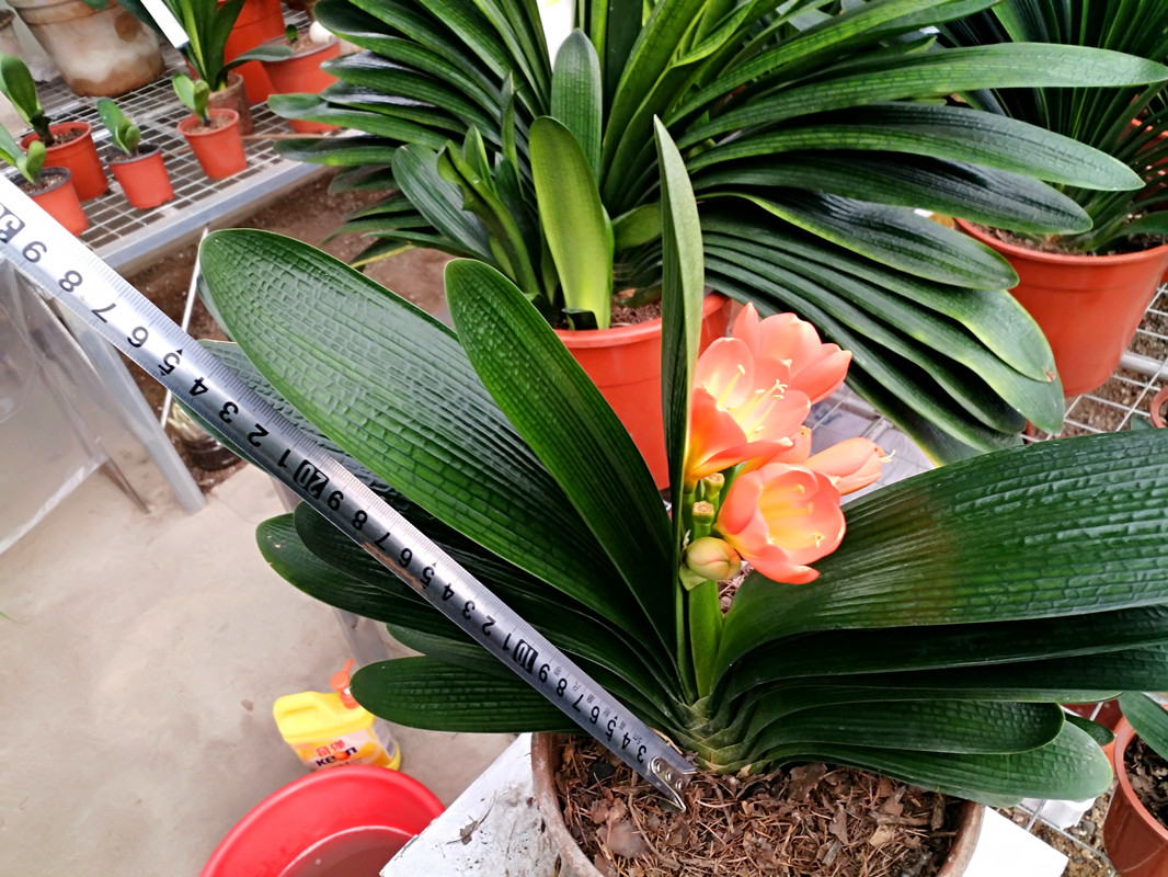 How to choose Clivia?"2 points" can distinguish, more leaves, more