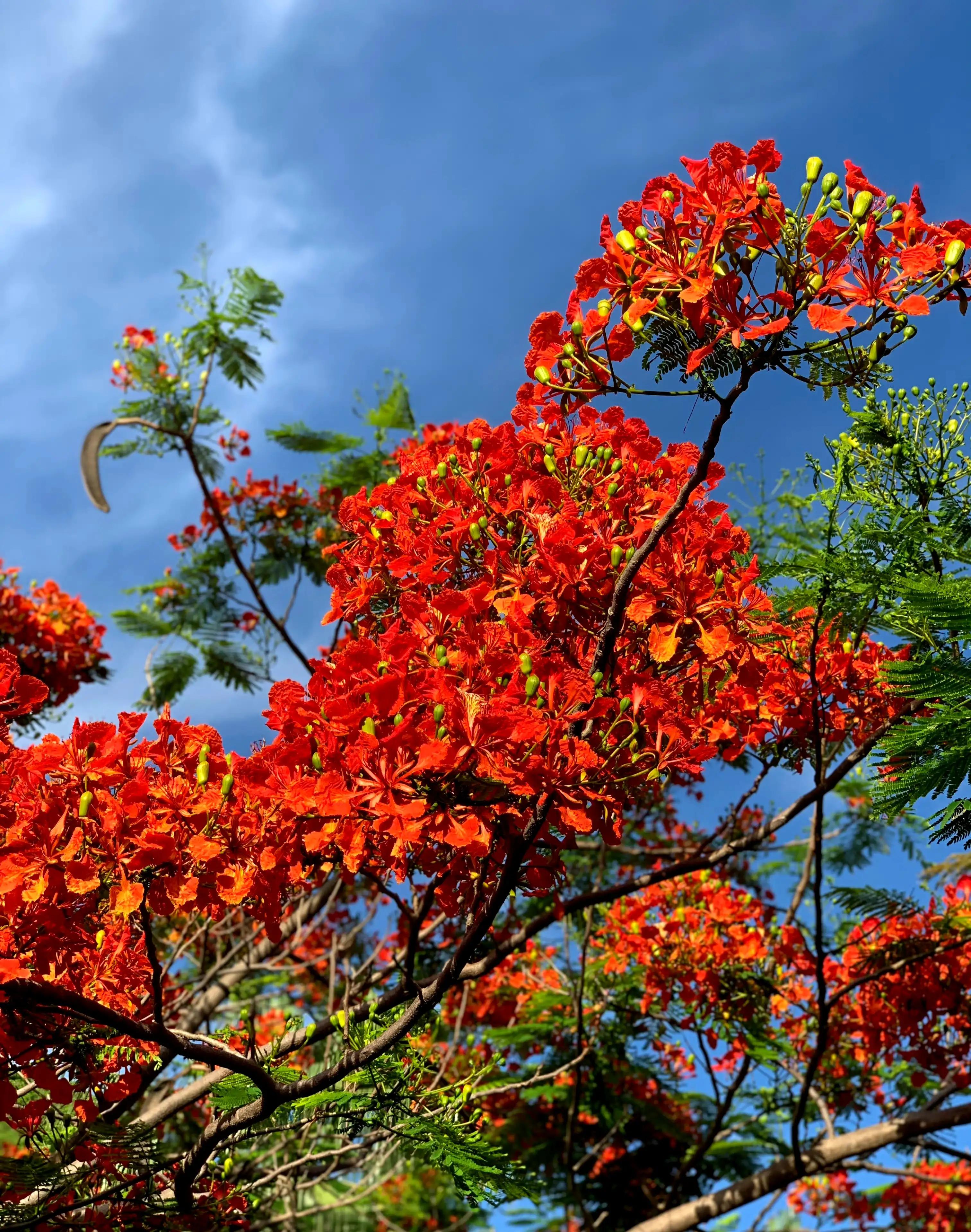 The phoenix flowers are blooming, prosperous, vigorous, beautiful and ...