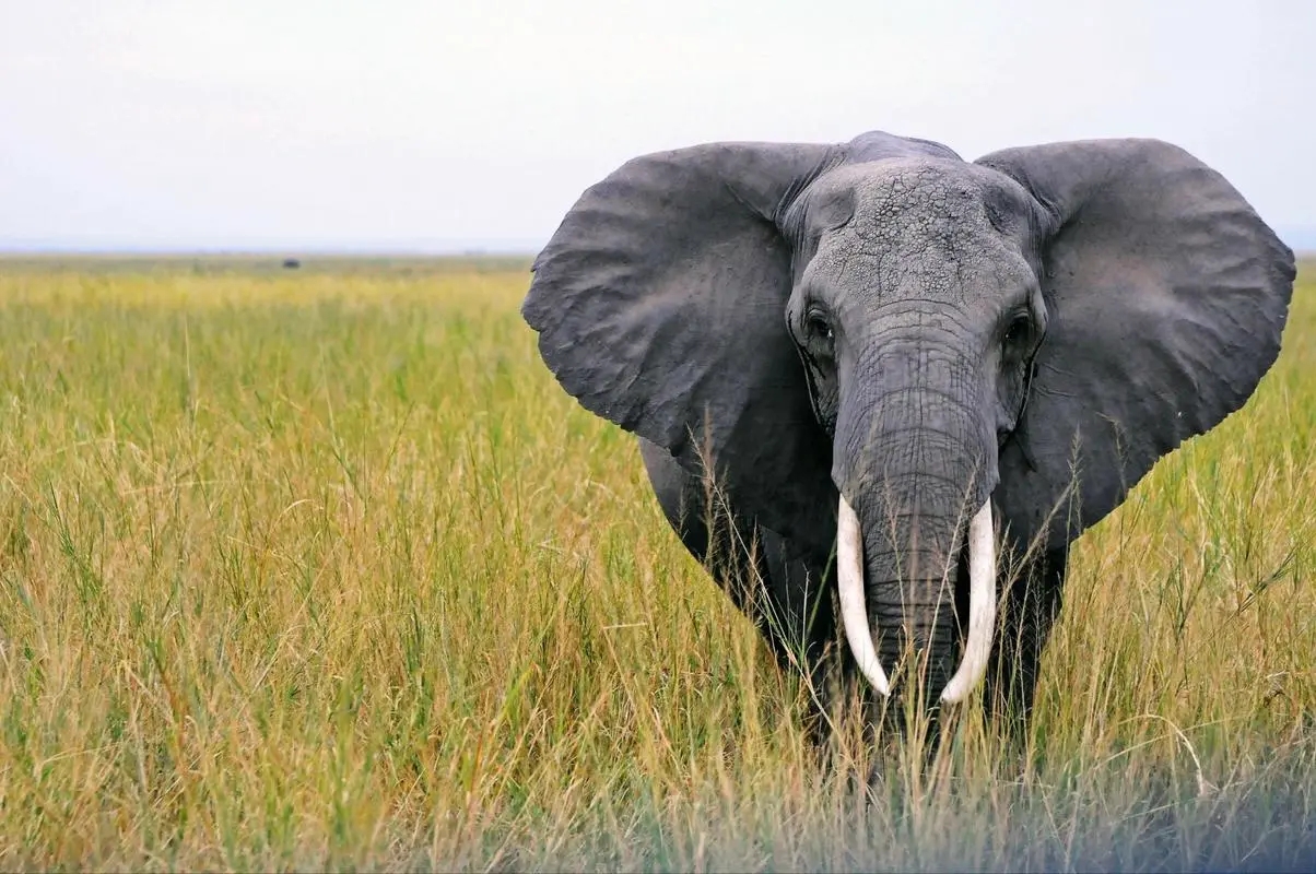 There are very few animals that can threaten elephants. Why did ...