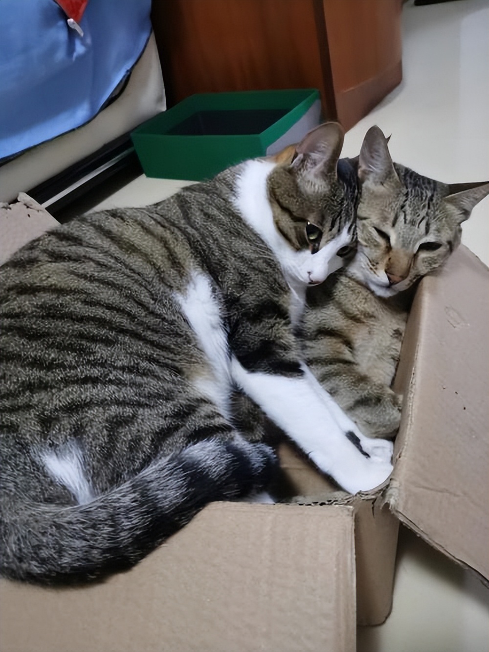 Several kinds of cats that are "more loyal than dogs" will stay with