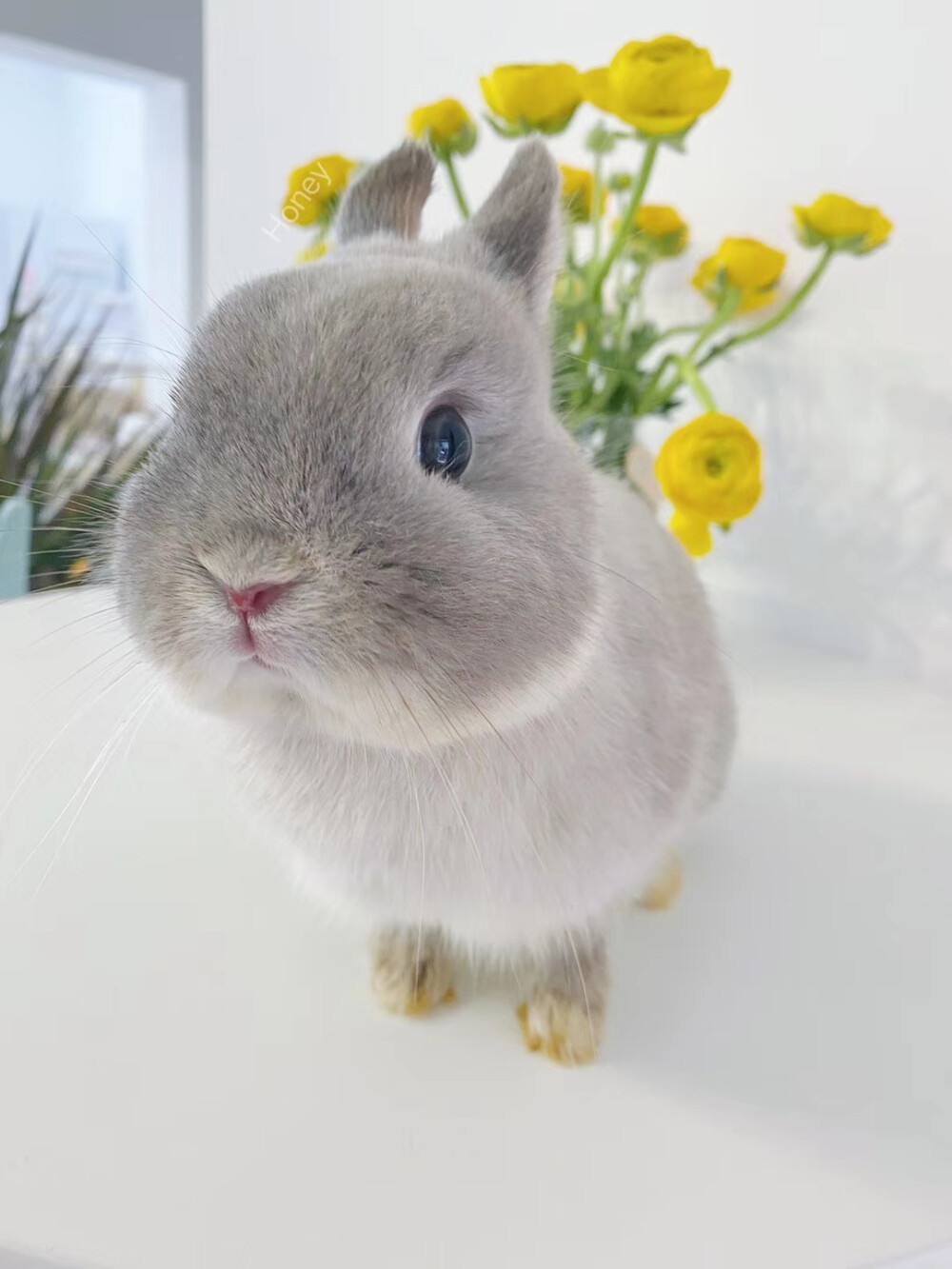 Super cute! 20 kinds of pet rabbit illustrations (with pictures) - iMedia