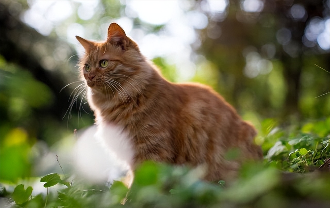 Why do cats choose to "leave home" to die?I'm not afraid that you will