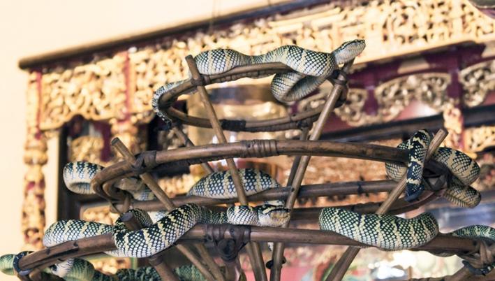 Cockroach Temple The only snake temple in the world, the temple is full of poisonous ...