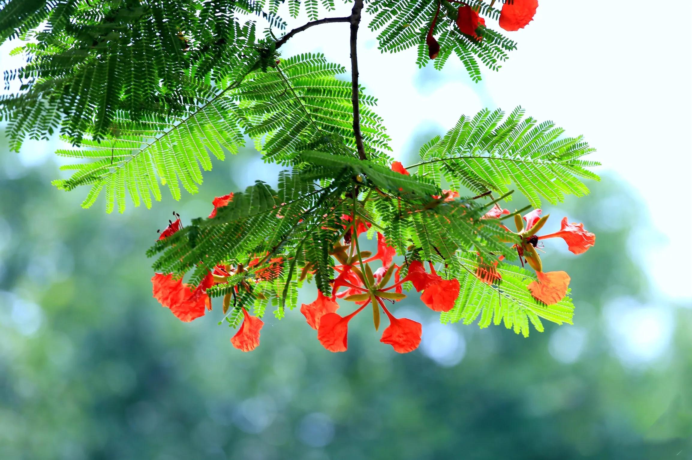 Phoenix Tree ~ The leaves are like the feathers of the phoenix, and the ...