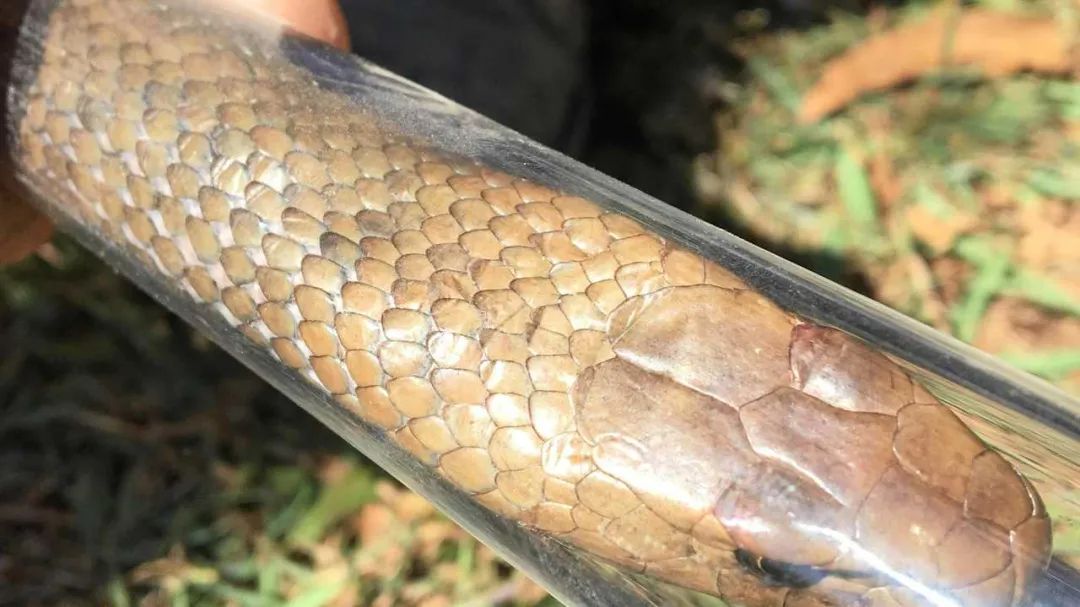 Xiang"Reptile lock technique when necessary iNEWS