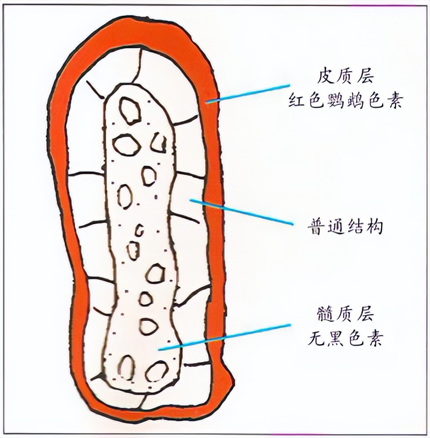 虎皮鸚鵡基因原理 - 亮翅種(Clearwing) - 資訊咖