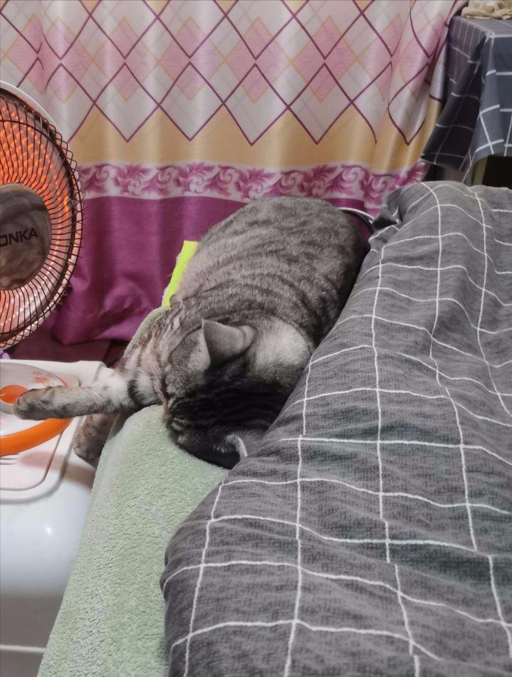 Do cats get squished when they sleep with people? iNEWS