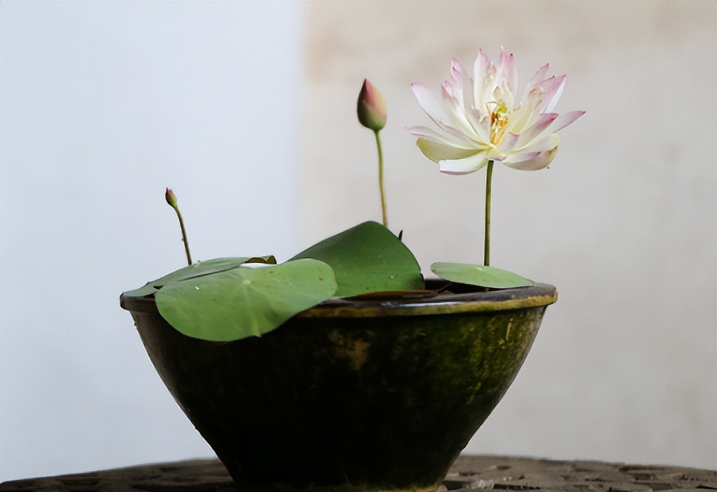 planting-lotus-in-a-bowl-is-easy-and-difficult-novices-are-prone-to