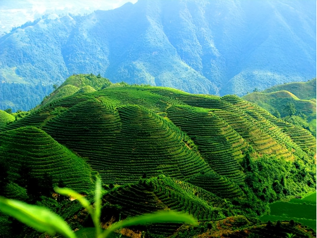 Excellent tea varieties are due to good origins, and Danzhai Tea Garden ...