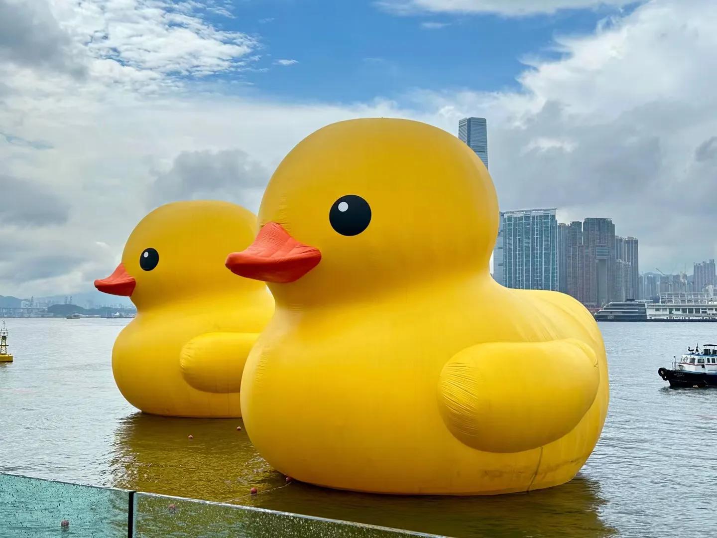 Meet the big yellow duck once in ten years, revisit the big yellow duck