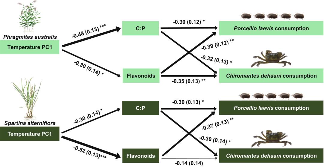 Geographic variation in litter chemical traits and palatability of