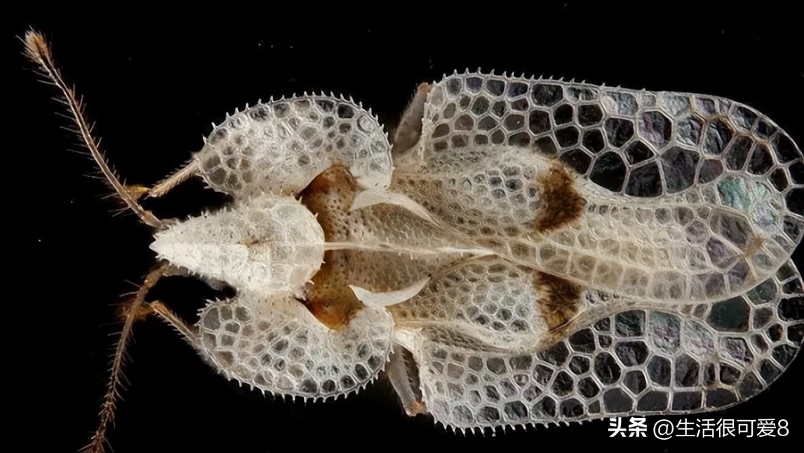 Secrete Insect Professional Professor Reveals the Secret: Platanus psyllid - the most ...