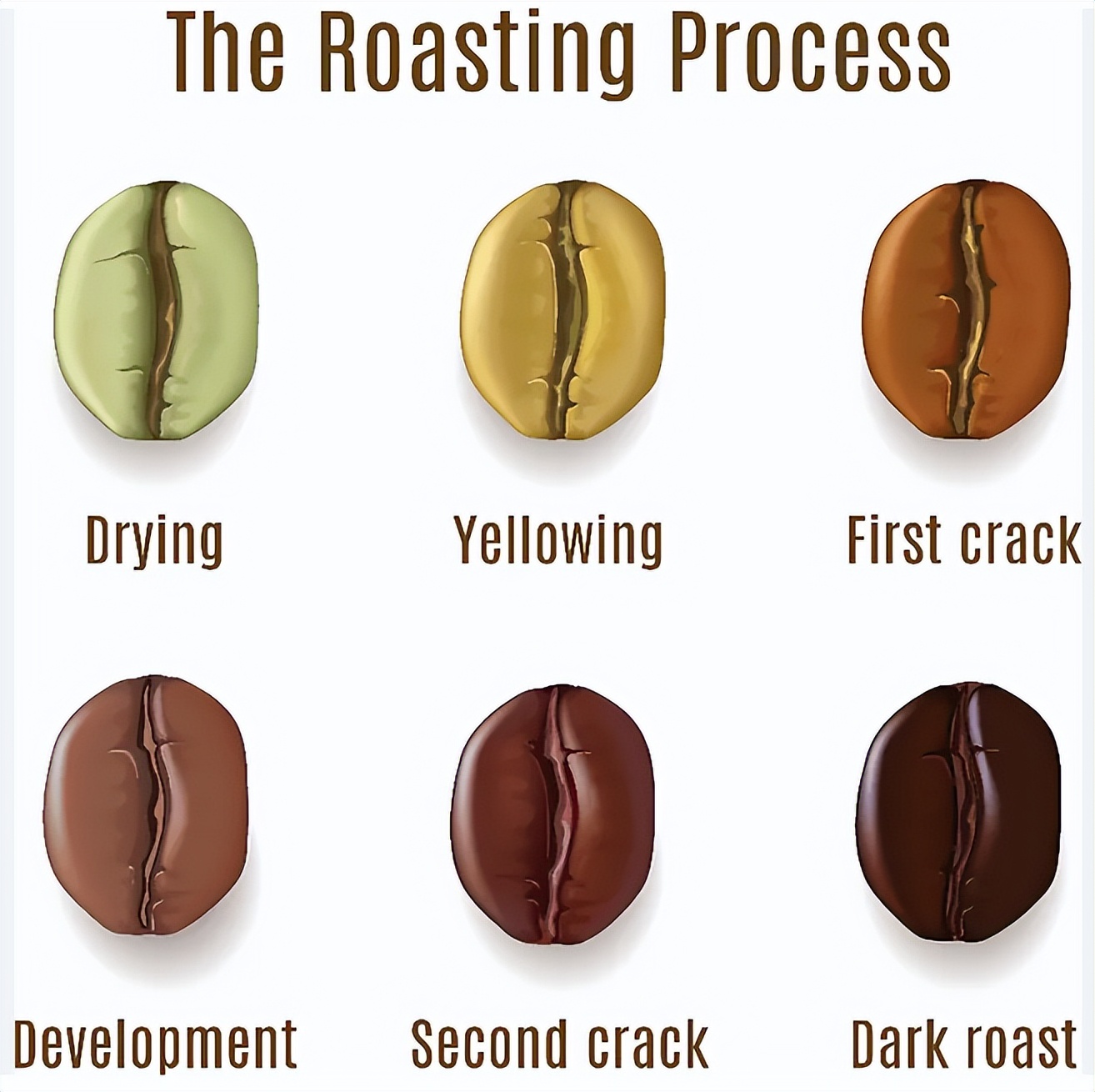 Coffee roasting is so difficult. After reading this article, you will