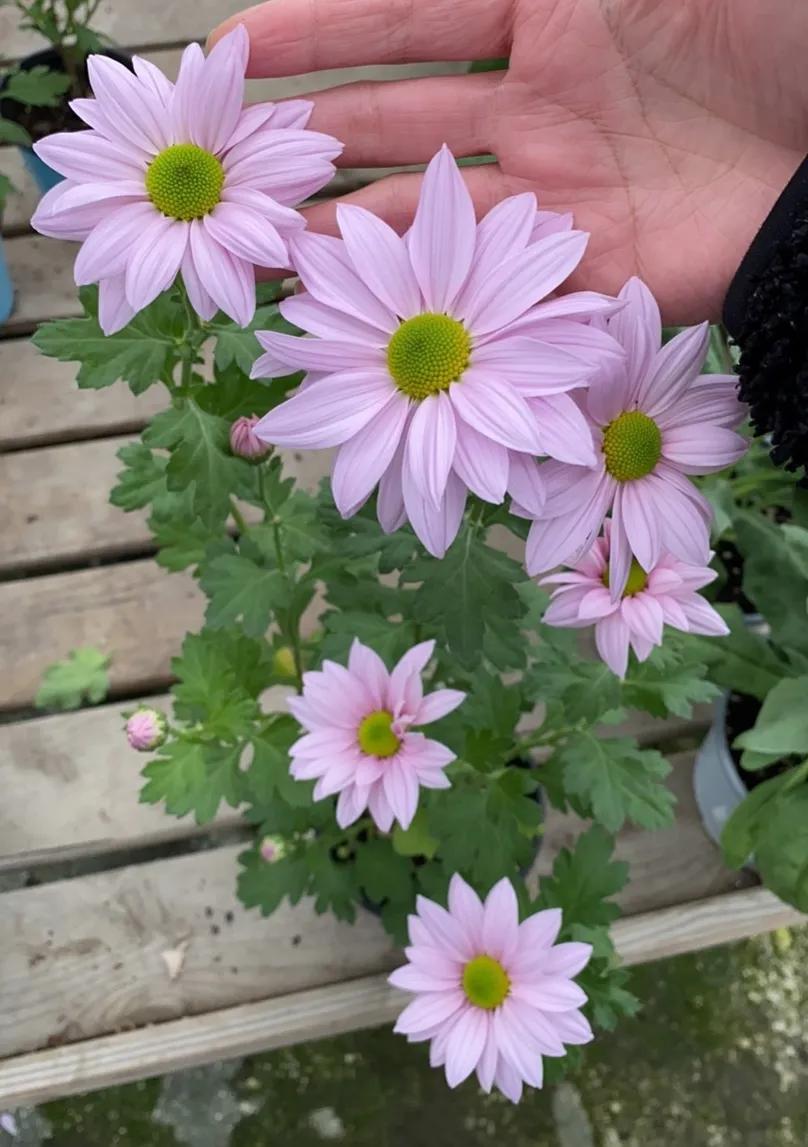 Net red chrysanthemum softte, flowers in two seasons a year, vases can