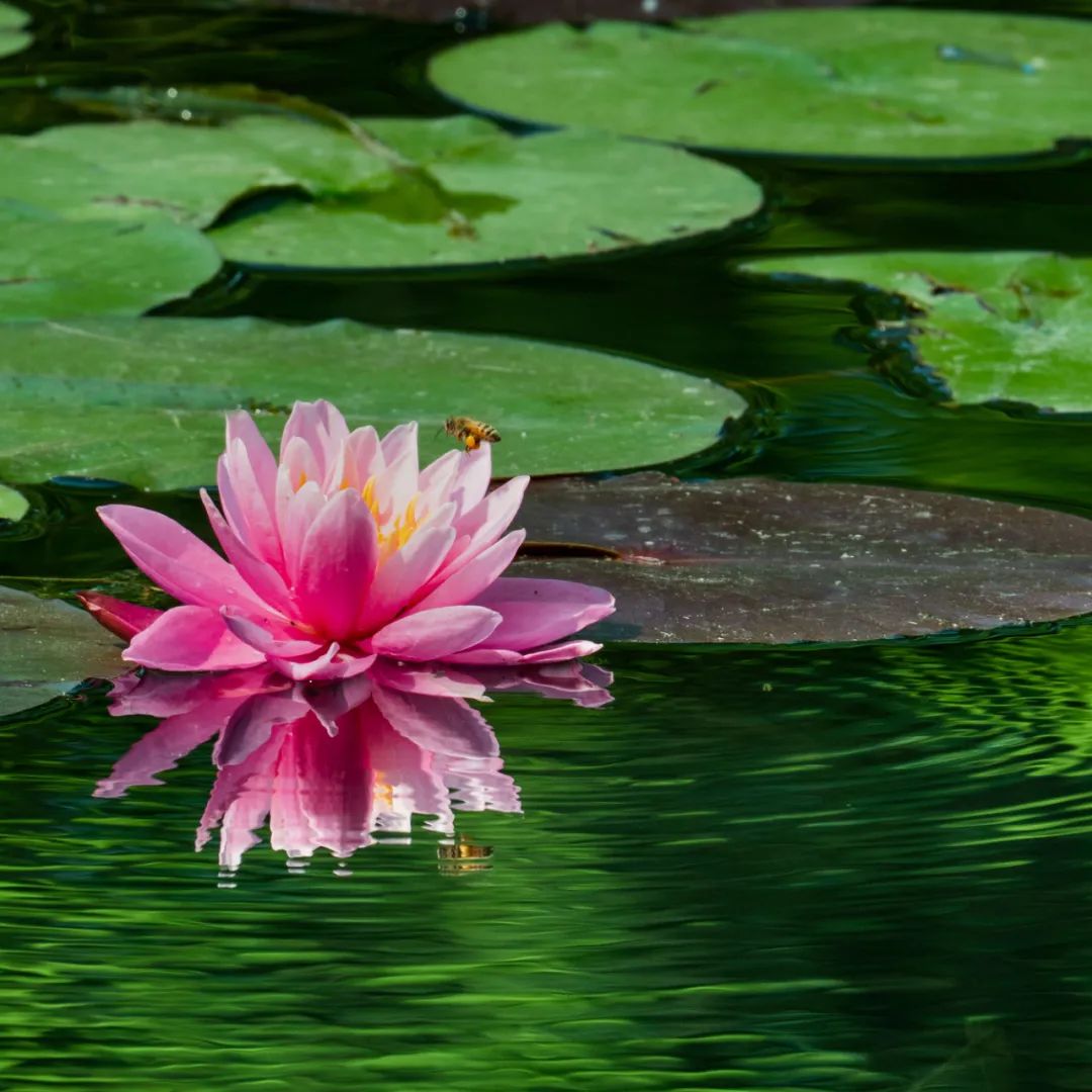 So beautiful!This scene in the Botanical Garden of the Sui and Tang ...
