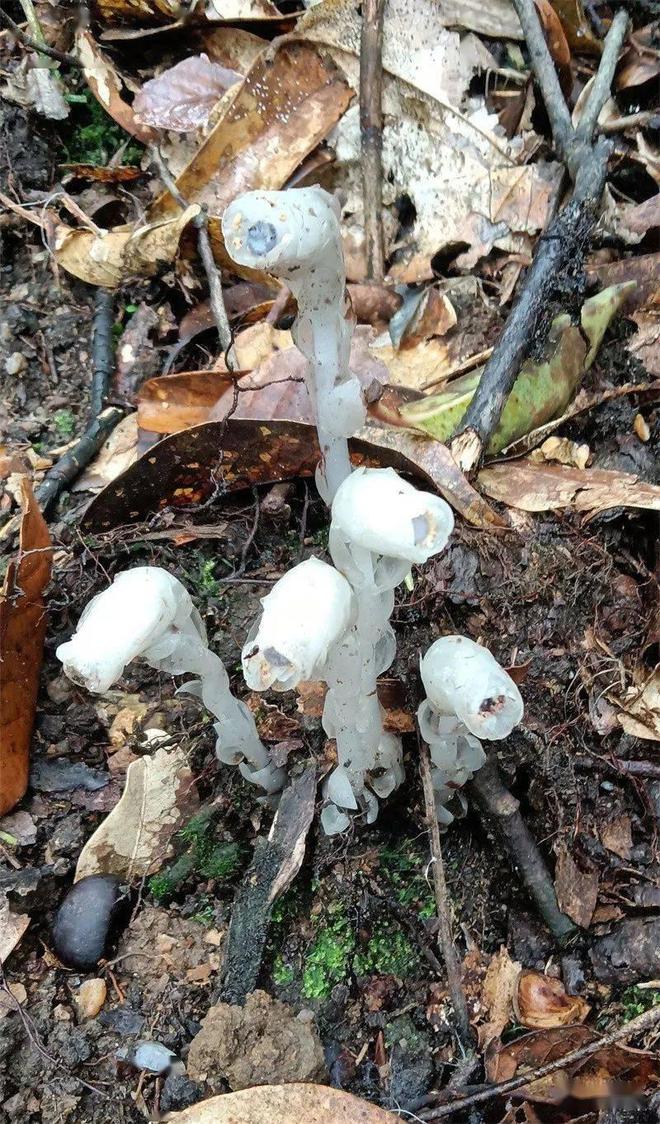 20 rare pictures! The mysterious "Flower of the Underworld" appeared in