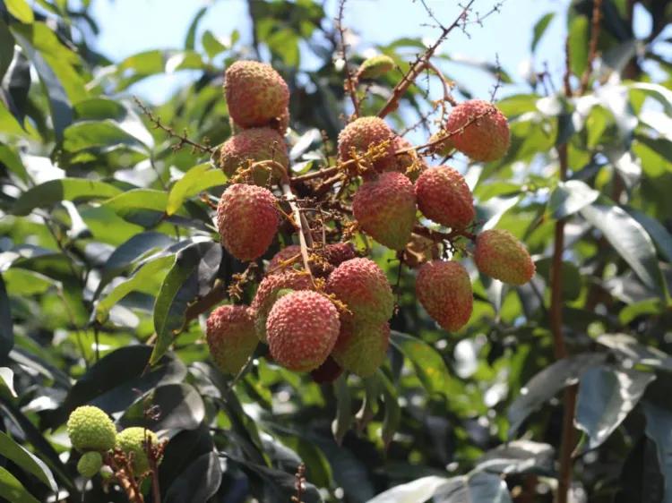 Popular Seasonal Fruits in May iMedia