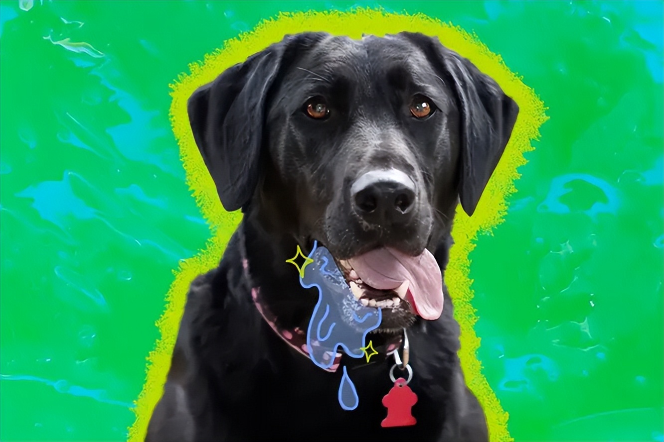 Why is my dog drooling so much what are the main reasons iNEWS